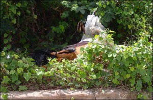 Barbados environment dead sheep dumping